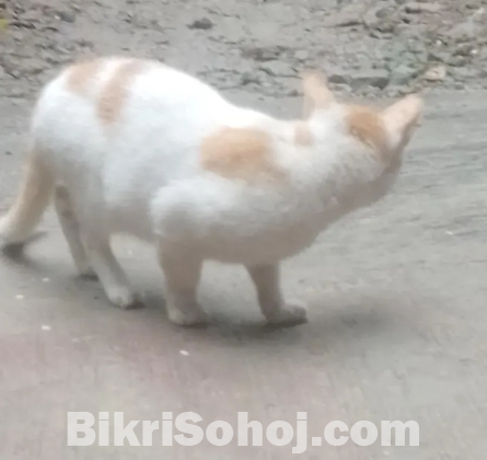 বিড়াল অনেক বড় ( মদ্দা / male) বিক্রি হবে